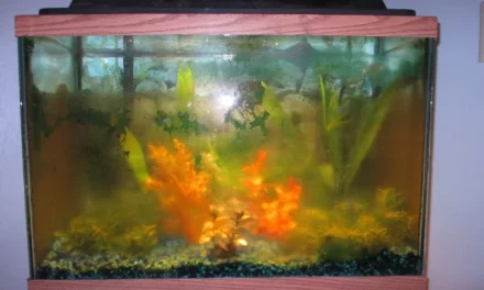 Les 10 erreurs à éviter pour avoir un bel aquarium d’eau douce