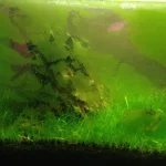 Les principales algues en aquarium d’eau douce et comment les traiter