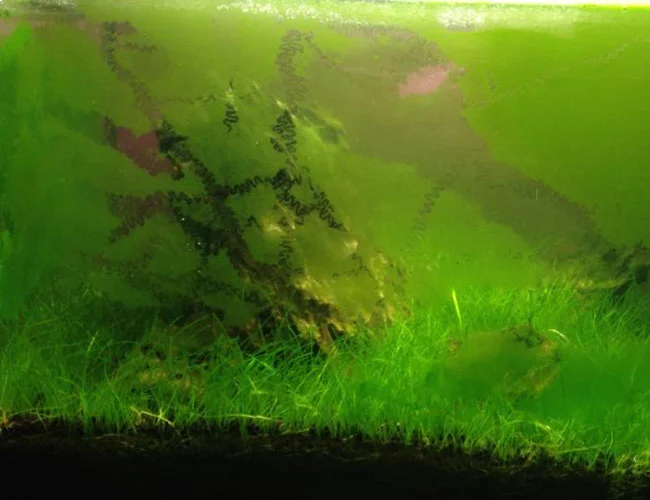 Les principales algues en aquarium d’eau douce et comment les traiter