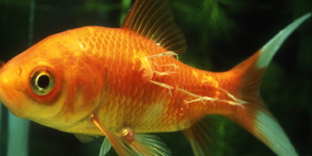 Les principales maladies des poissons d’eau douce : reconnaître, prévenir et traiter