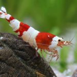 Focus sur la crevette Crystal Red : la gemme écarlate de nos aquariums