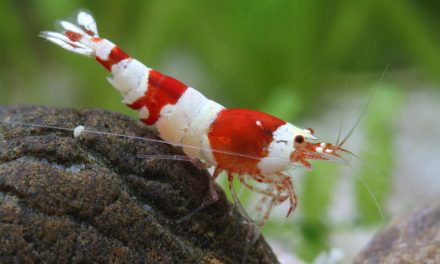Focus sur la crevette Crystal Red : la gemme écarlate de nos aquariums