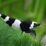 Focus sur la crevette Taiwan Bee : la perle exotique de nos aquariums