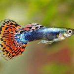 Focus sur le Guppy : le joyau multicolore de nos aquariums